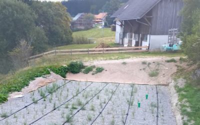 Pflanzenkläranlage für 12 Grundstücke