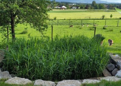 Rundes Schilfbeet mit Bruchstein-Einfassung im Garten