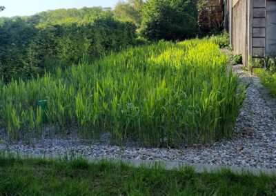 Pflanzenkläranlage mit Kies-Einfassung am Wohnhaus