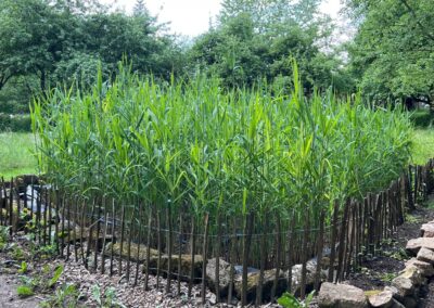 Schilfbeet mit Staketenzaun-Einfassung im Naturgarten