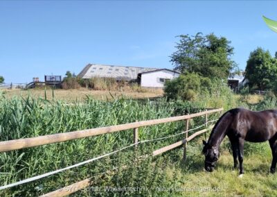 Pflanzenkläranlage am Pferdehof, Weidezaun als Einfassung
