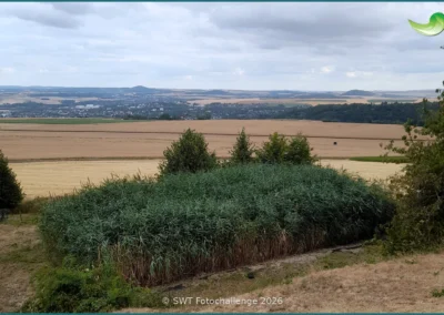 Bepflanzter Bodenfilter einer Pflanzenkläranlage in Leutesdorf, Sommer 2026