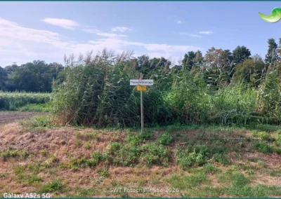 Bepflanzter Bodenfilter einer Pflanzenkläranlage in Alzenau, Sommer 2026