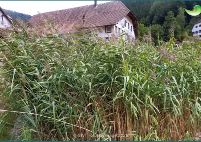 Bepflanzter Bodenfilter einer Pflanzenkläranlage in Simonswald, Sommer 2026