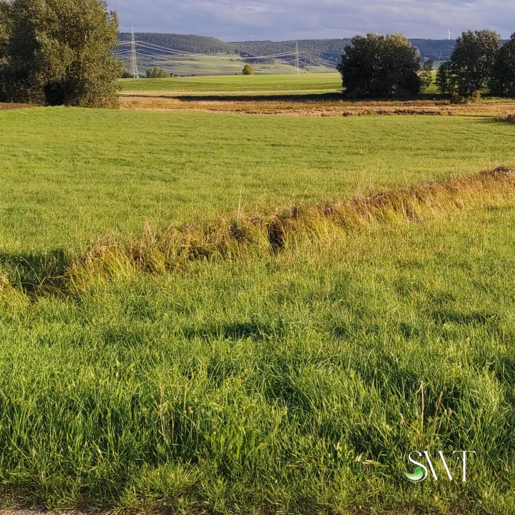 Grünlandfläche mit einem bewachsenen Dränagegraben im Naturschutzgroßprojekt Baar im Schwarzwald