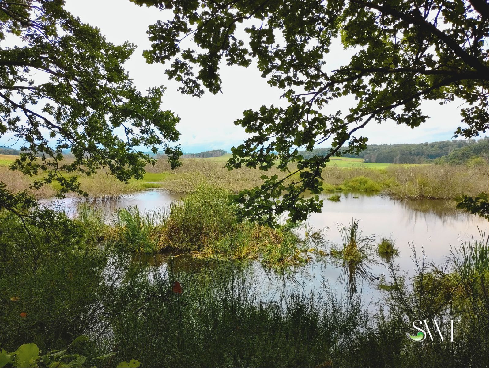 Maar in der Vulkaneifel Blick durch Eichenzweige auf ein Maar in der Vulkaneifel mit Röhricht und offener Wasserfläche