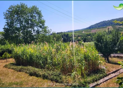Bepflanzter Bodenfilter einer Pflanzenkläranlage in Heilbronn, Sommer 2026
