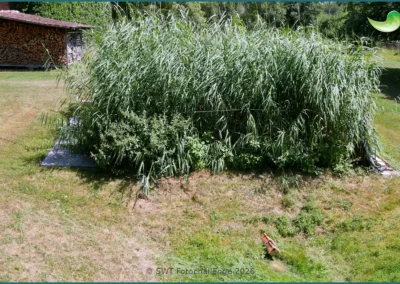 Bepflanzter Bodenfilter einer Pflanzenkläranlage in Rauschenberg, Sommer 2026