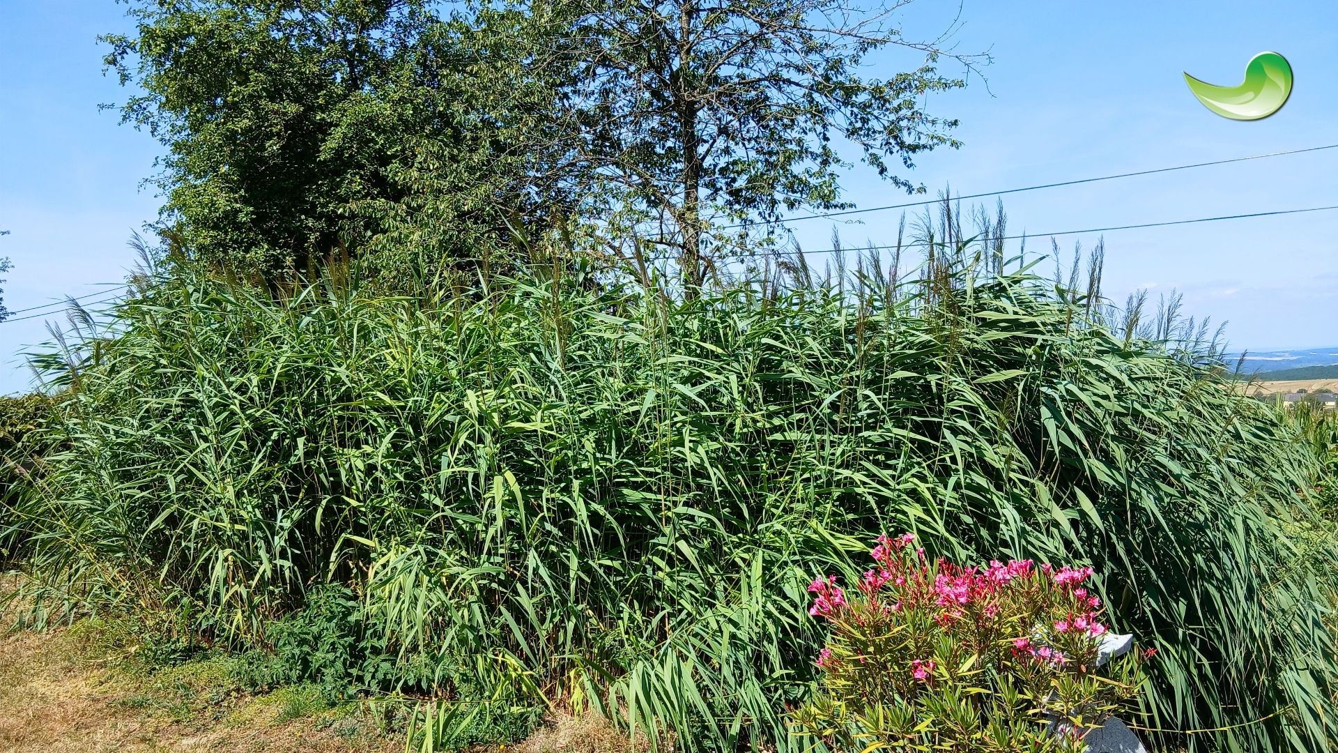 mueller-fotochallenge private Pflanzenkläranlage - auch im heißesten, trockensten Sommer grün.