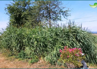 Bepflanzter Bodenfilter einer Pflanzenkläranlage in Vierherrenborn, Sommer 2026