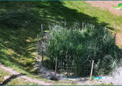 Bepflanzter Bodenfilter einer Pflanzenkläranlage in Elzach, Sommer 2026