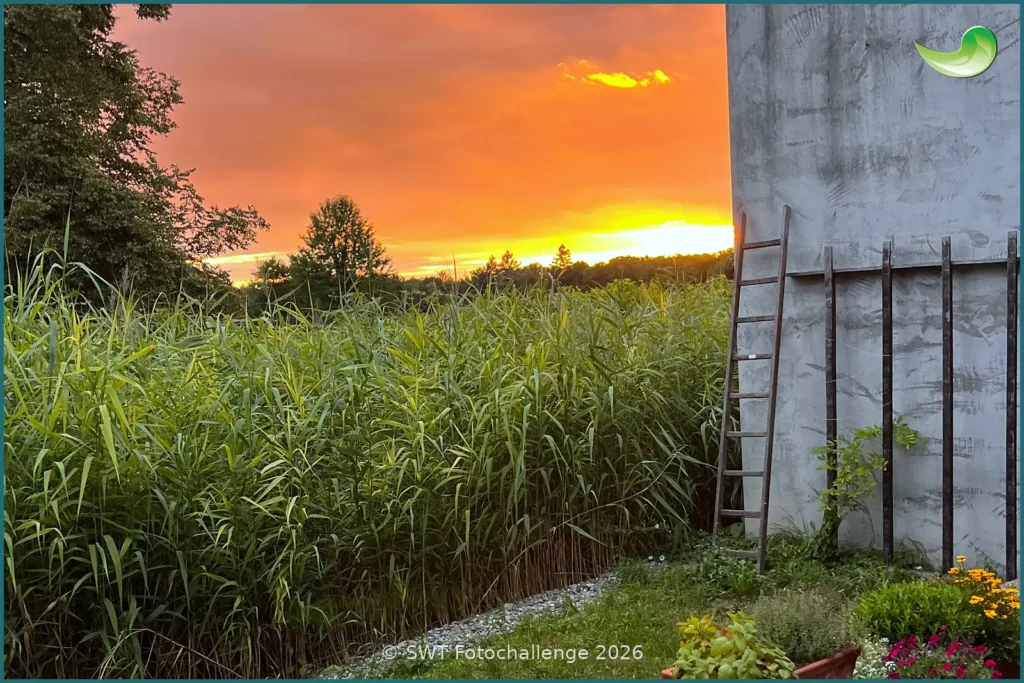 Pflanzenkläranlage in Reute im Breisgau – Foto-Challenge 2026 Bepflanzter Bodenfilter einer Pflanzenkläranlage in Reute im Breisgau, Sommer 2026