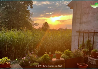 Bepflanzter Bodenfilter einer Pflanzenkläranlage in Reute im Breisgau, Sommer 2026