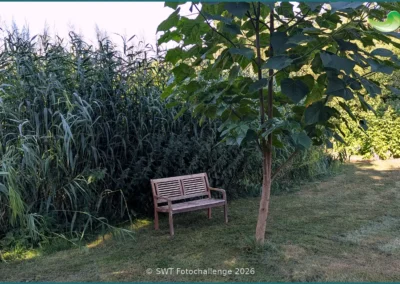 Bepflanzter Bodenfilter einer Pflanzenkläranlage in Niedererbach, Sommer 2026