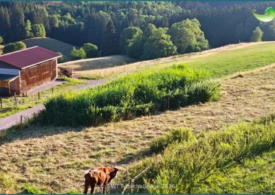 Bepflanzter Bodenfilter einer Pflanzenkläranlage in Grafenhausen, Sommer 2026