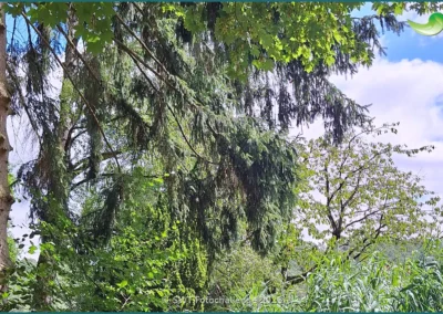 Bepflanzter Bodenfilter einer Pflanzenkläranlage in Rauschenberg, Sommer 2026