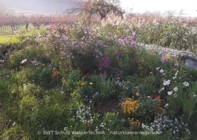 Pflanzenkläranlage mit Wildblumen-Blühstreifen statt fester Einfassung