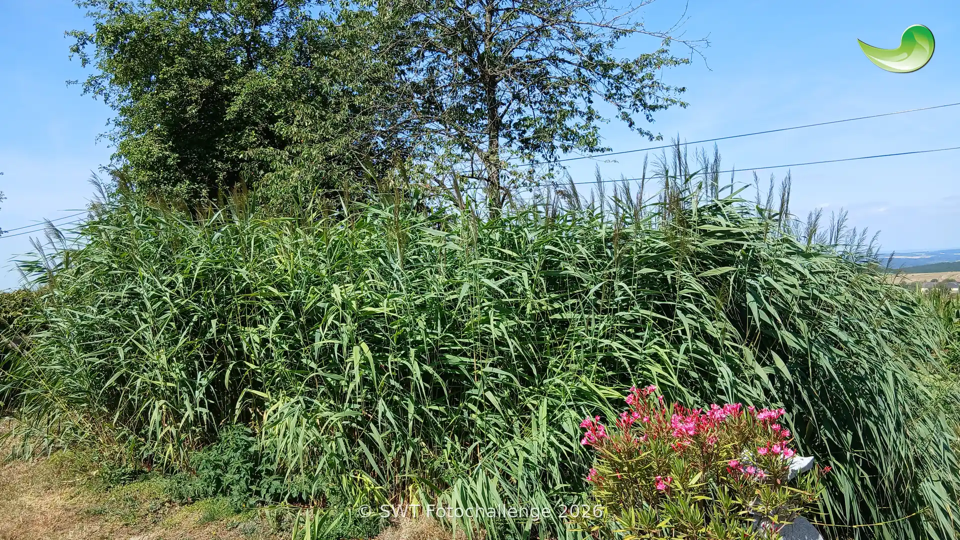 Pflanzenkläranlage in Vierherrenborn – Foto-Challenge 2026 private Pflanzenkläranlage - auch im heißesten, trockensten Sommer grün.