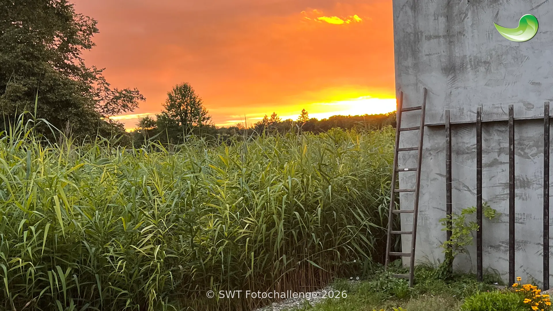Pflanzenkläranlage in Reute im Breisgau – Foto-Challenge 2026
