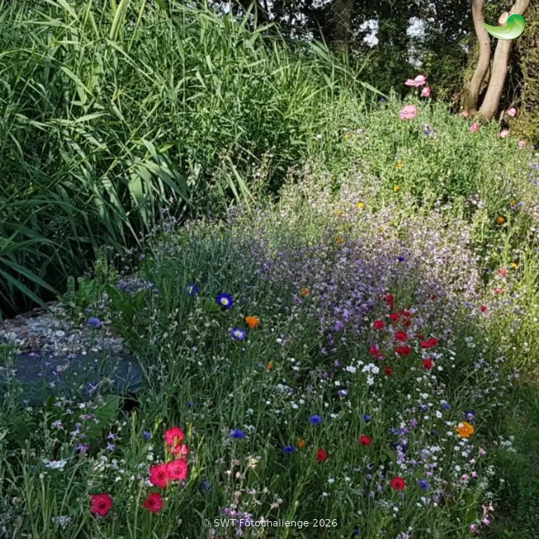 Pflanzenkläranlage in Karben – Foto-Challenge 2026 Pflanzenkläranlage mit Blumenbeet, Einreichung zur Fotochallenge 2026
