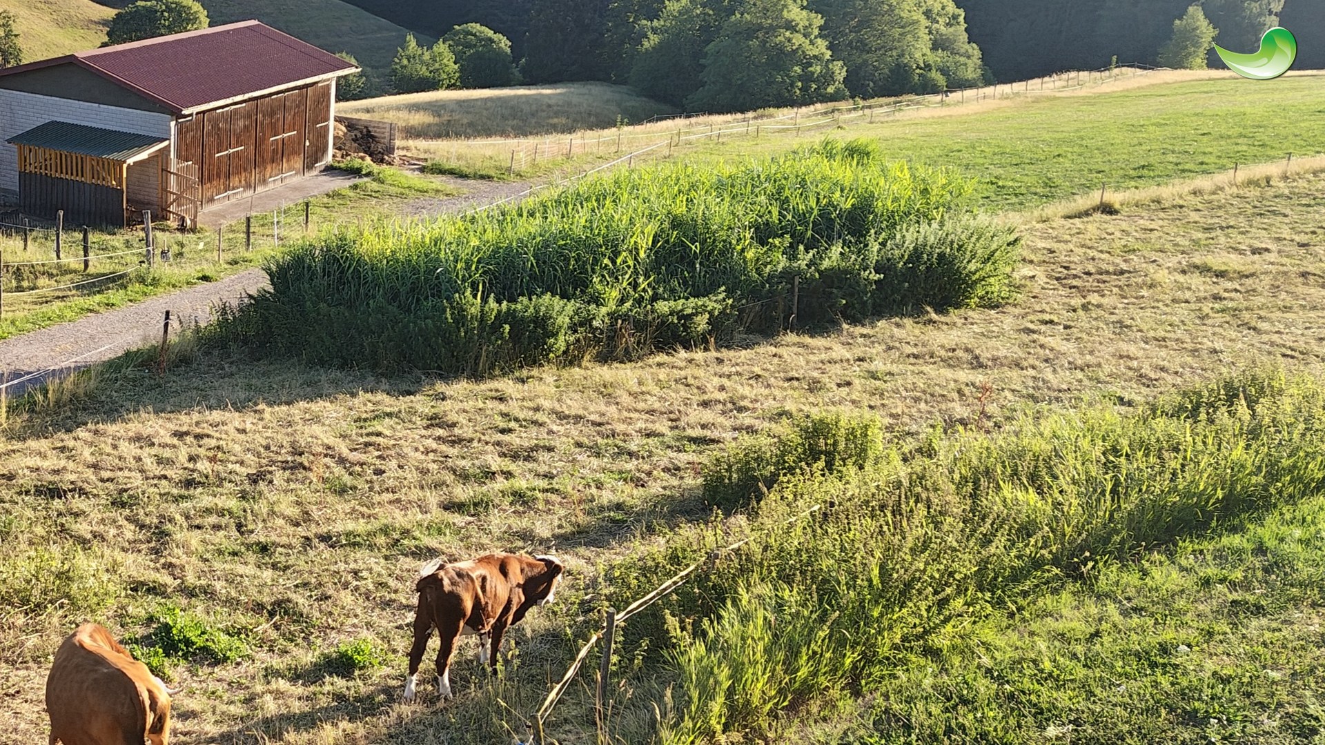Naturkläranlage in Weidelandschaft Bepflanzter Bodenfilter mit hohem Schilf zwischen Scheune und Weide, im Vordergrund zwei Kühe, dahinter bewaldete Hänge